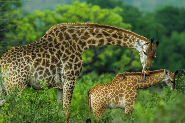 arusha national